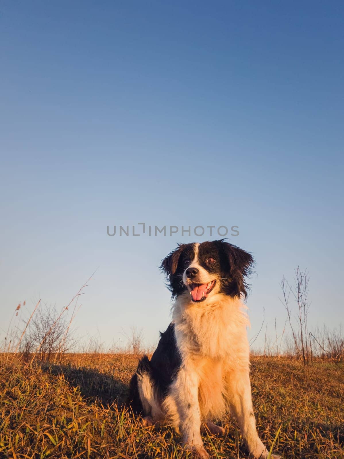 Vertical portrait of a smiling border collie dog posing happy, open mouth expression, sitting on a dry grass autumn field under clear blue sky. Beautiful evening scene with a pet in the nature.