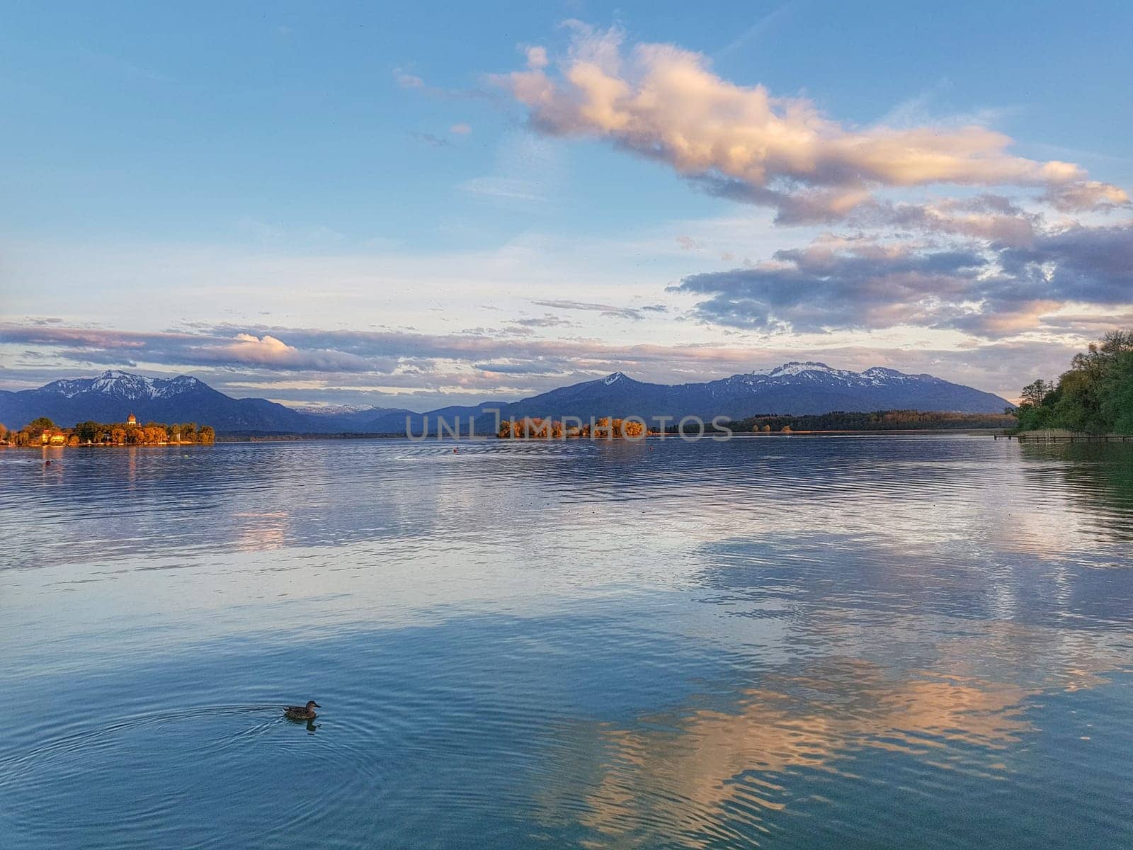 Light mood and sunset on the banks of the Chiemsee with a view of the Kampenwand, in the foreground a duck is swimming on the calm water