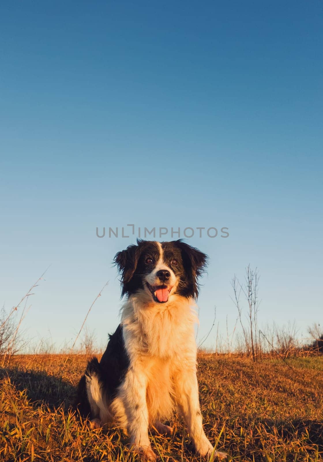 Vertical portrait of a smiling border collie dog posing happy, open mouth expression, sitting on a dry grass autumn field under clear blue sky. Beautiful evening scene with a pet in the nature.