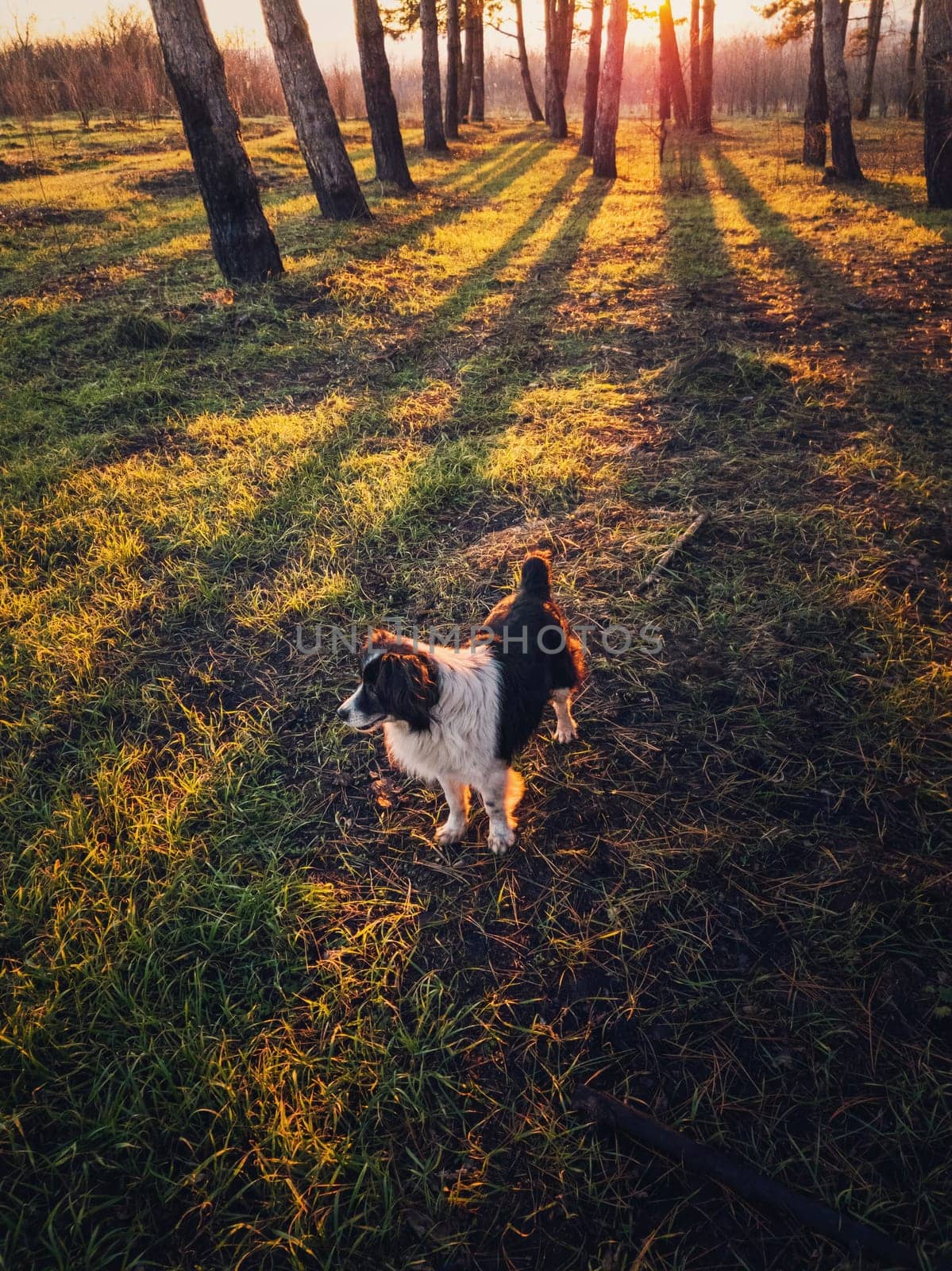 Vertical portrait of a dog walking in the forest. Beautiful sunset scene with the sun beams slipping through the pine trees. Peaceful evening with an adorable pet in the woods.