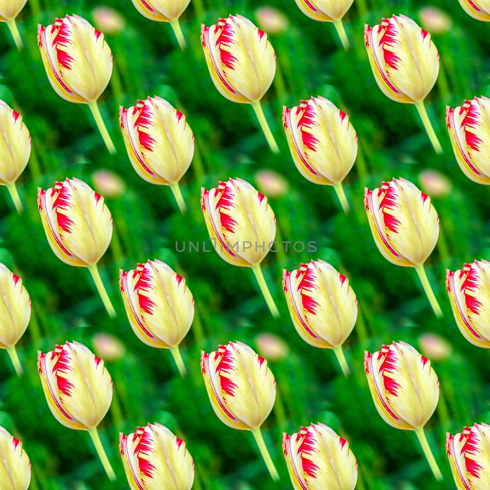Seamless abstract spring natural background with blooming tulips.