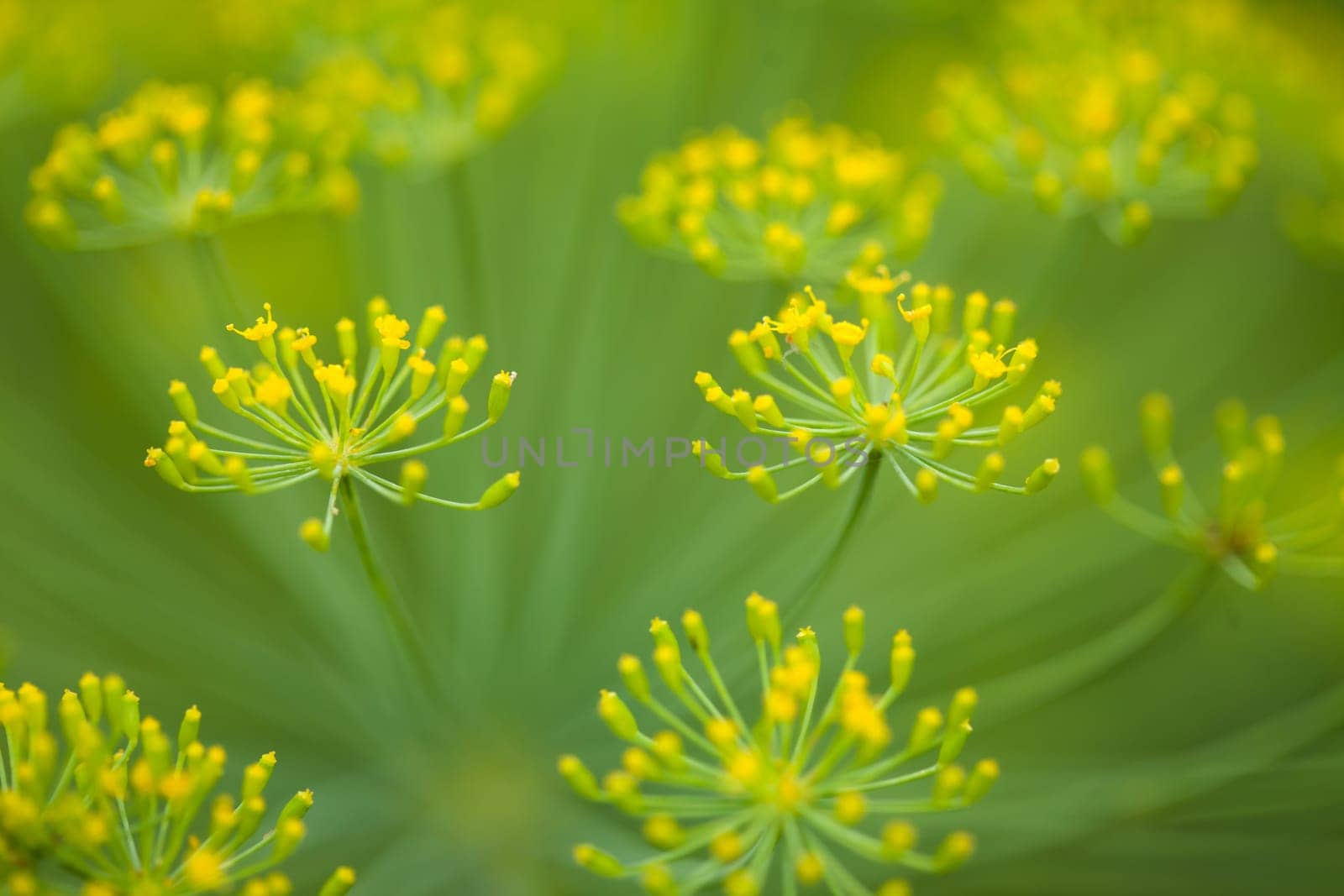 Plenty of dill herbs. (Anethum graveolens l)