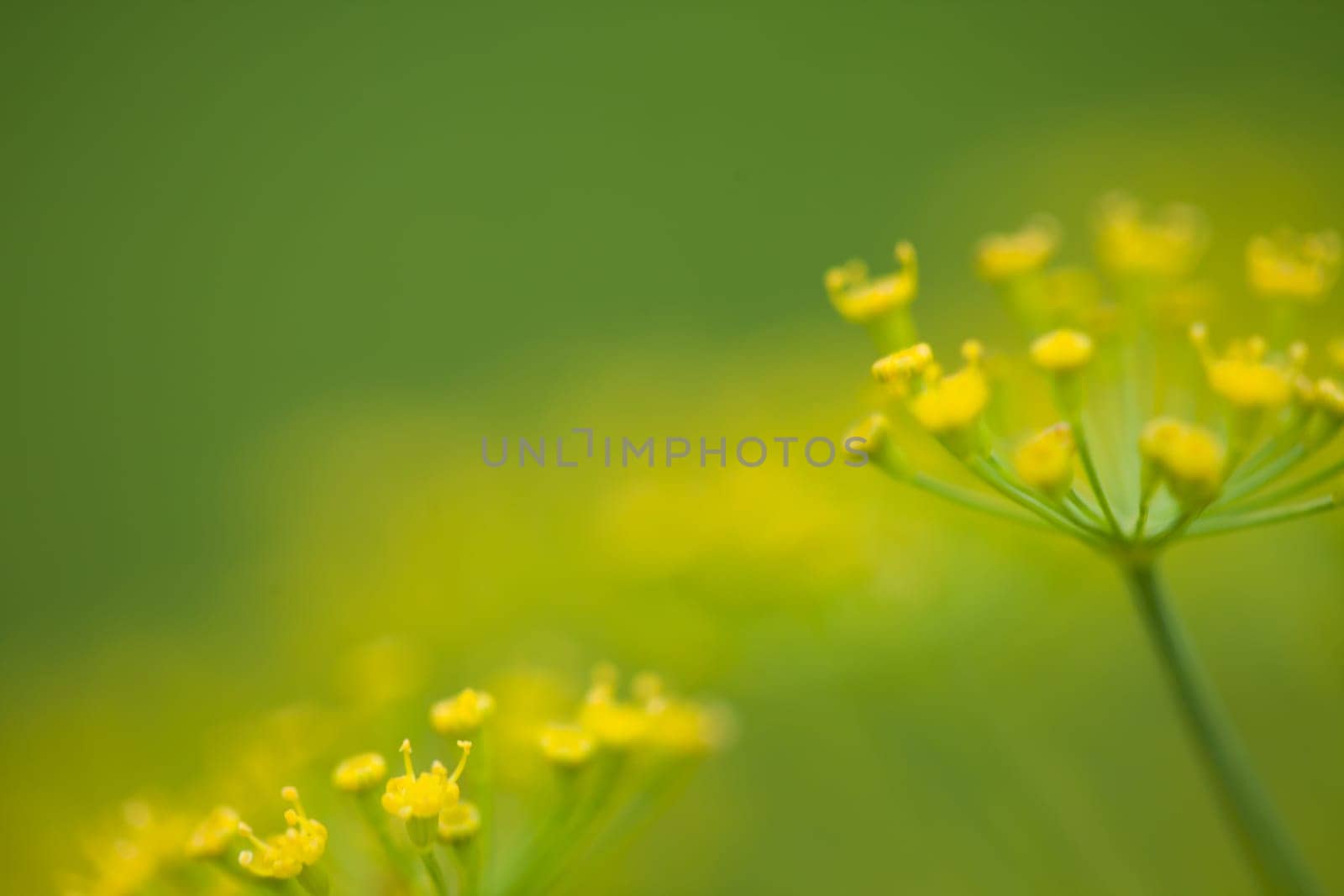 Plenty of dill herbs. (Anethum graveolens l)