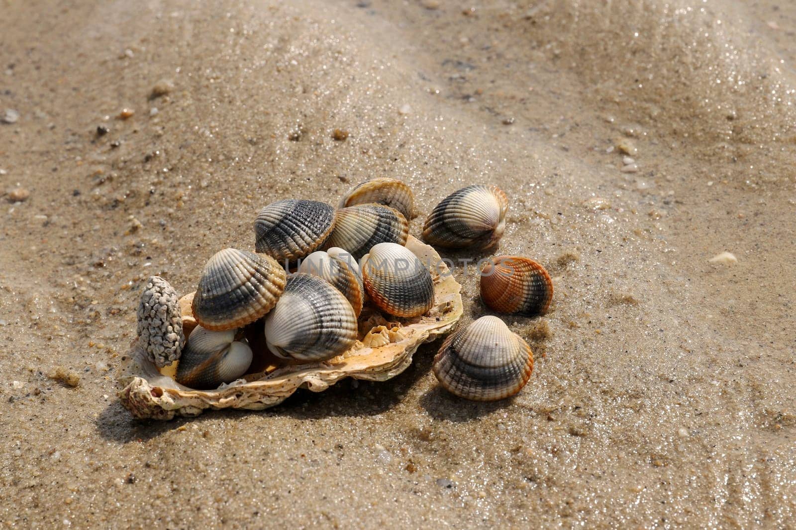 Common cockle - species of edible saltwater clam