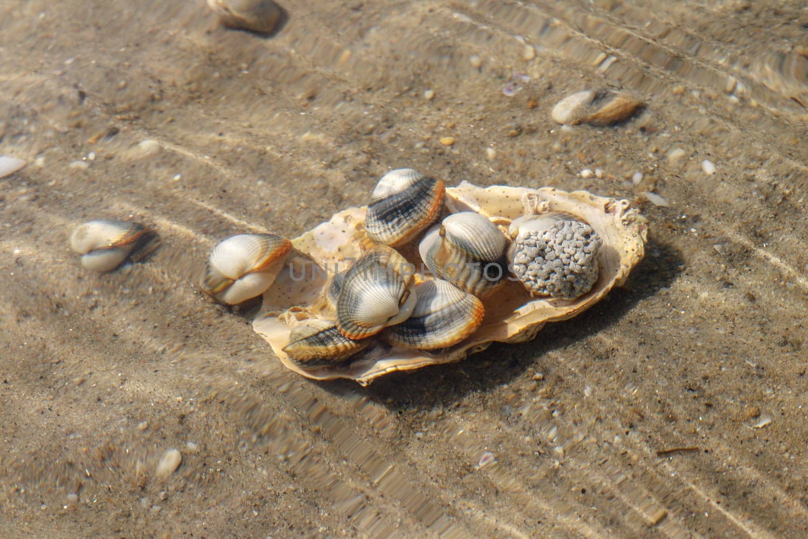 Common cockles underwater on seabed - species of edible saltwater clams