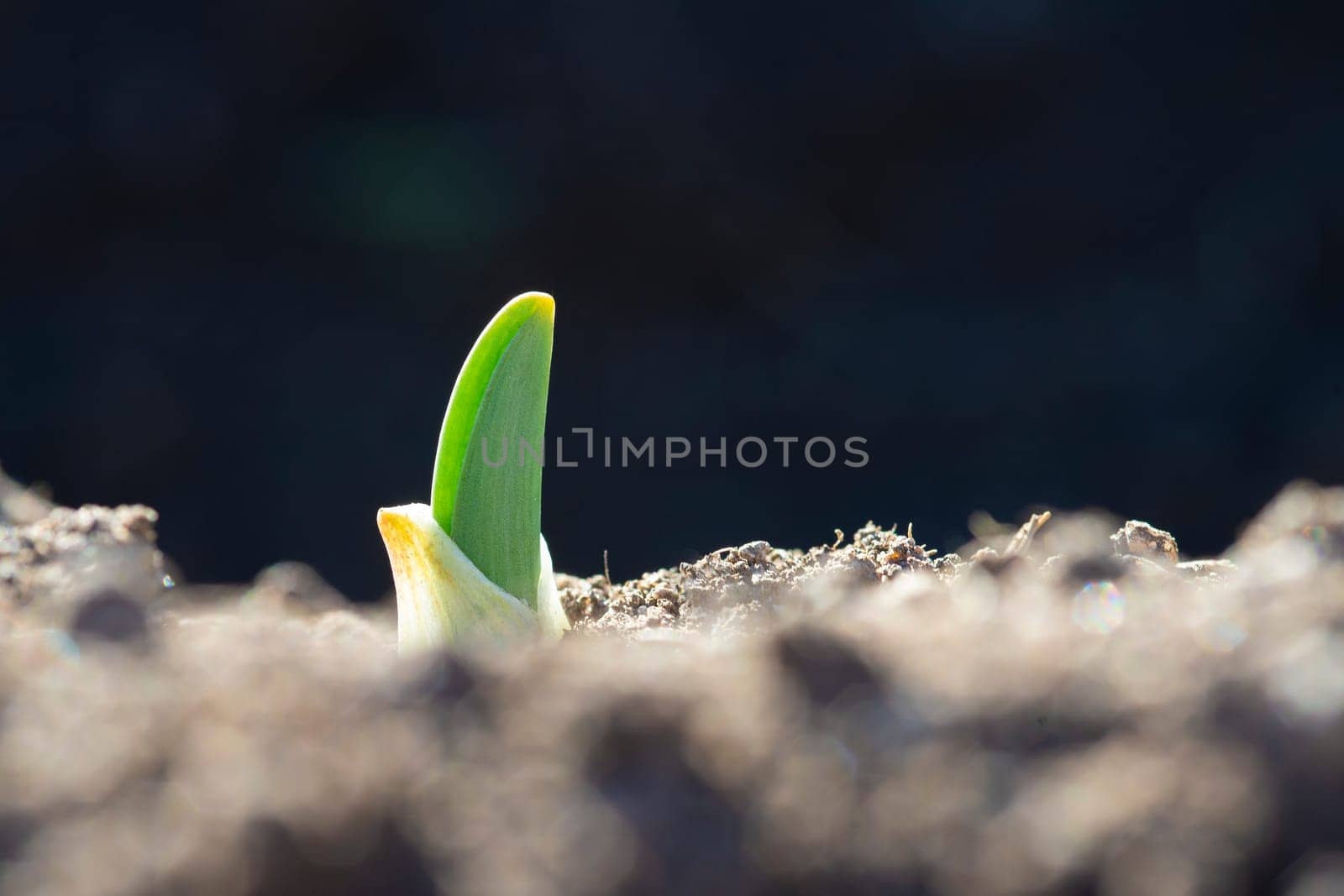 Young garlic sprouts growing in an organic farming crop