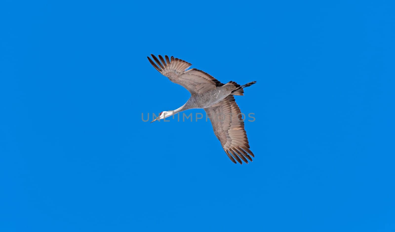 Sandhill Crane in Flight neart Kearney, Nebraska