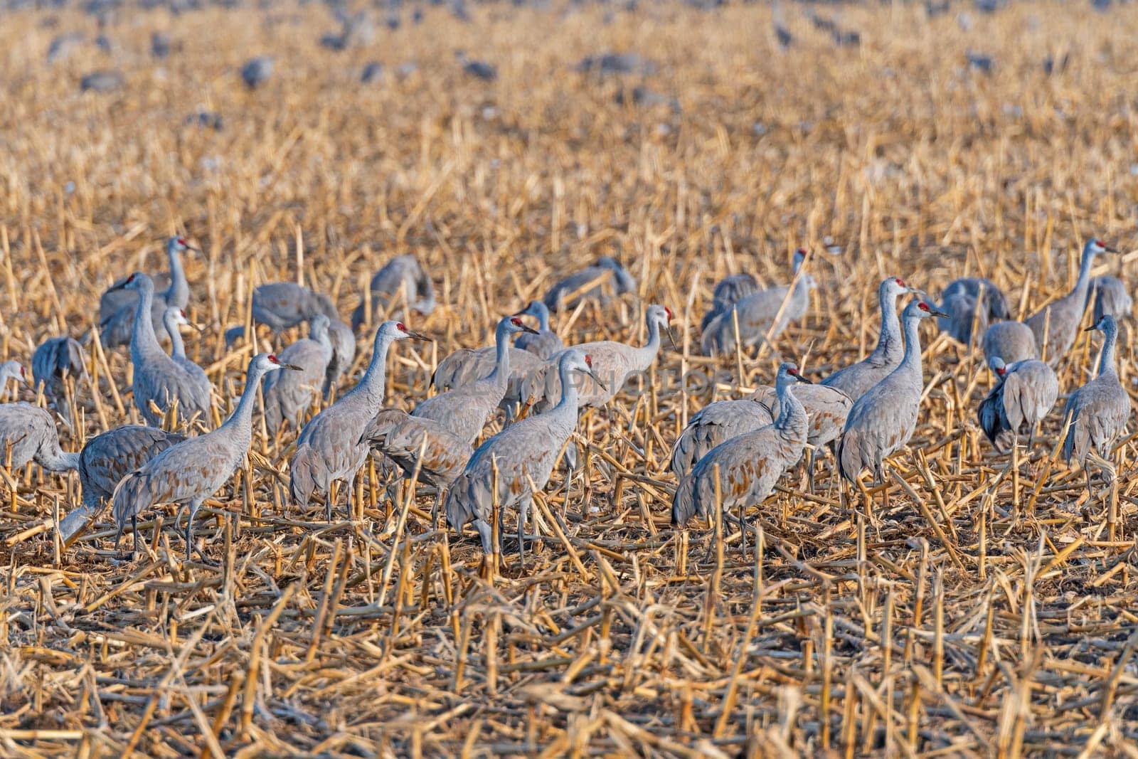 Sandhill Cranes Feeding in a Field During Migration near Kearney, Nebraska