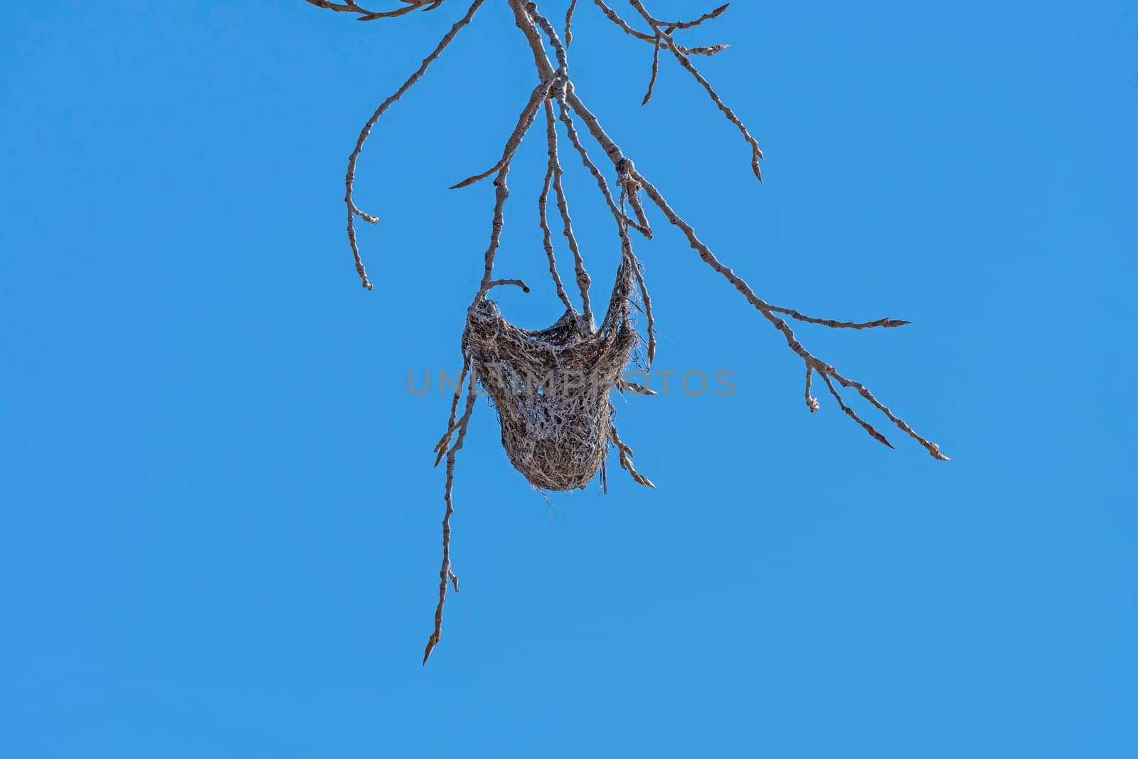 Oriole Nest in Tree Branch along the Platte River Near Kearney, Nebraska