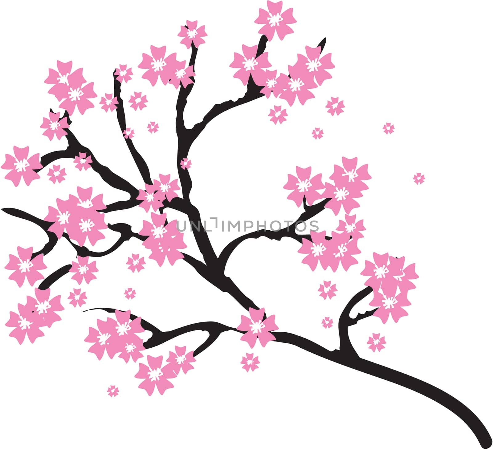 nature cherry pink flower blossom asia illustration