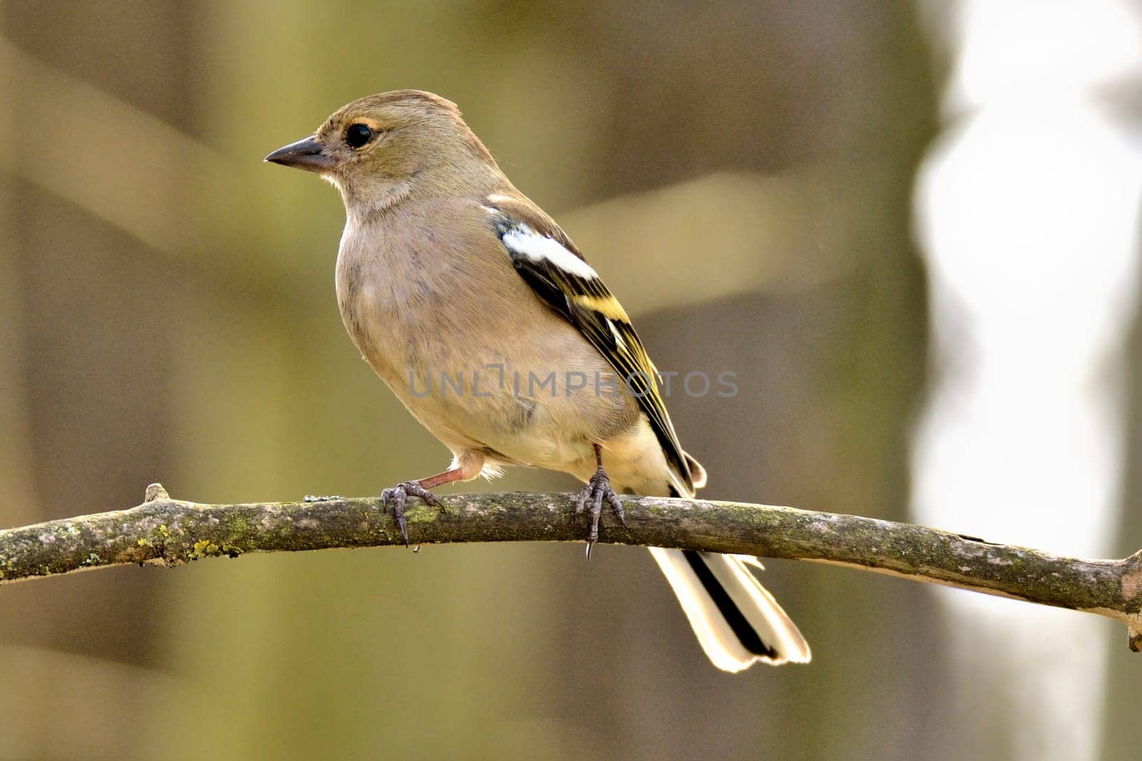 Brown chaffinch sits on a branch against a blurred dark background
