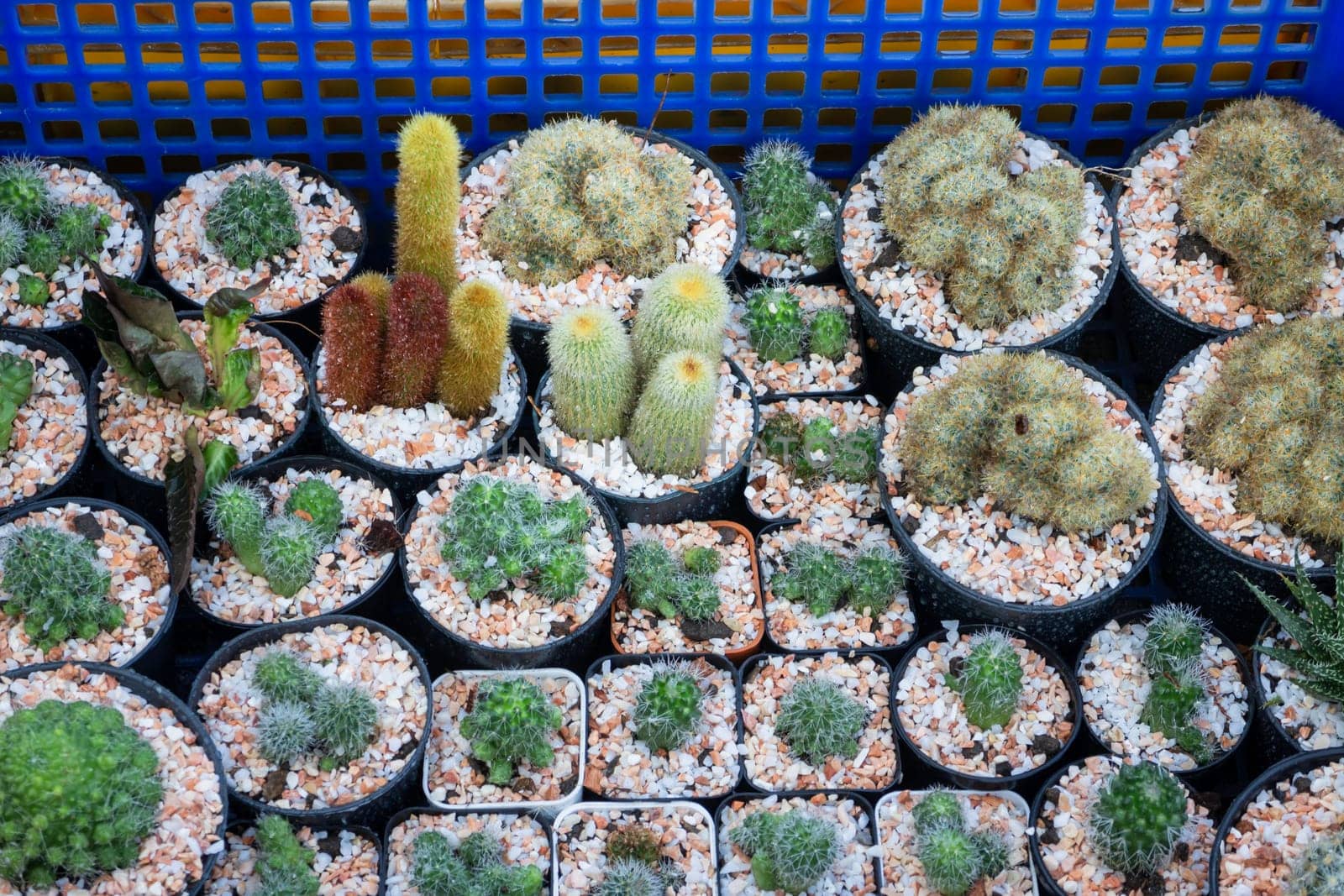 Cactus plant pots in window shopping, stock photo