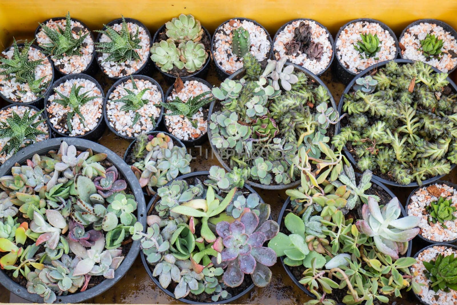 Cactus plant pots in window shopping, stock photo