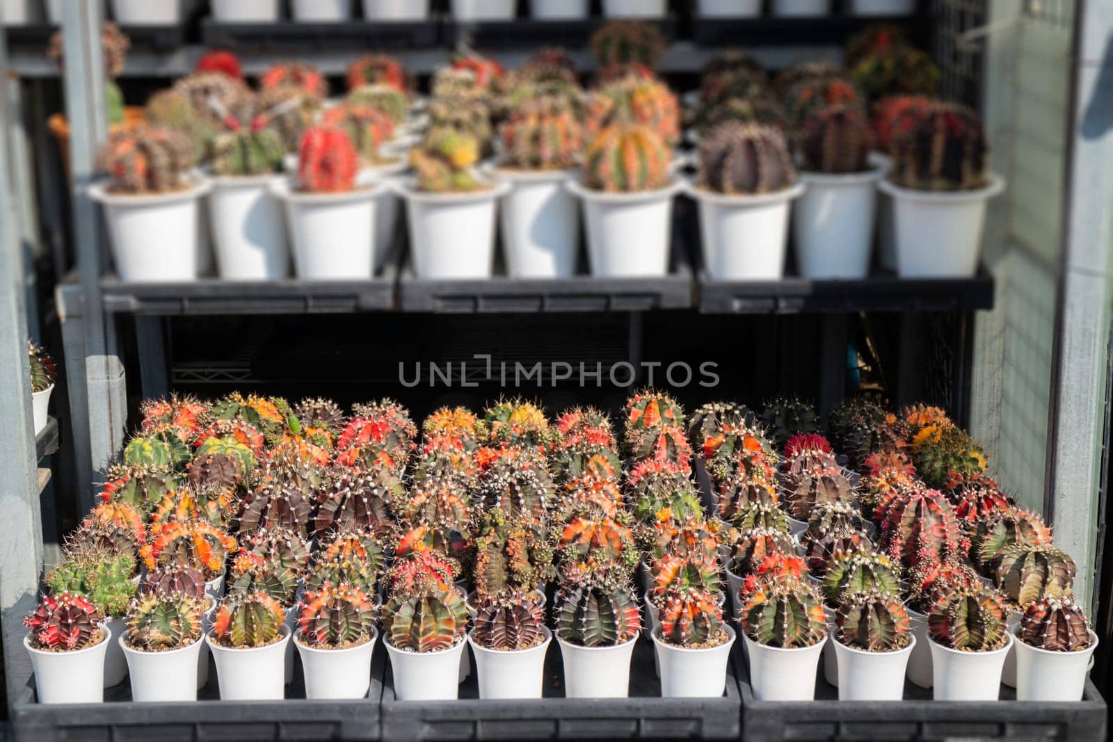 Cactus plant pots in window shopping, stock photo