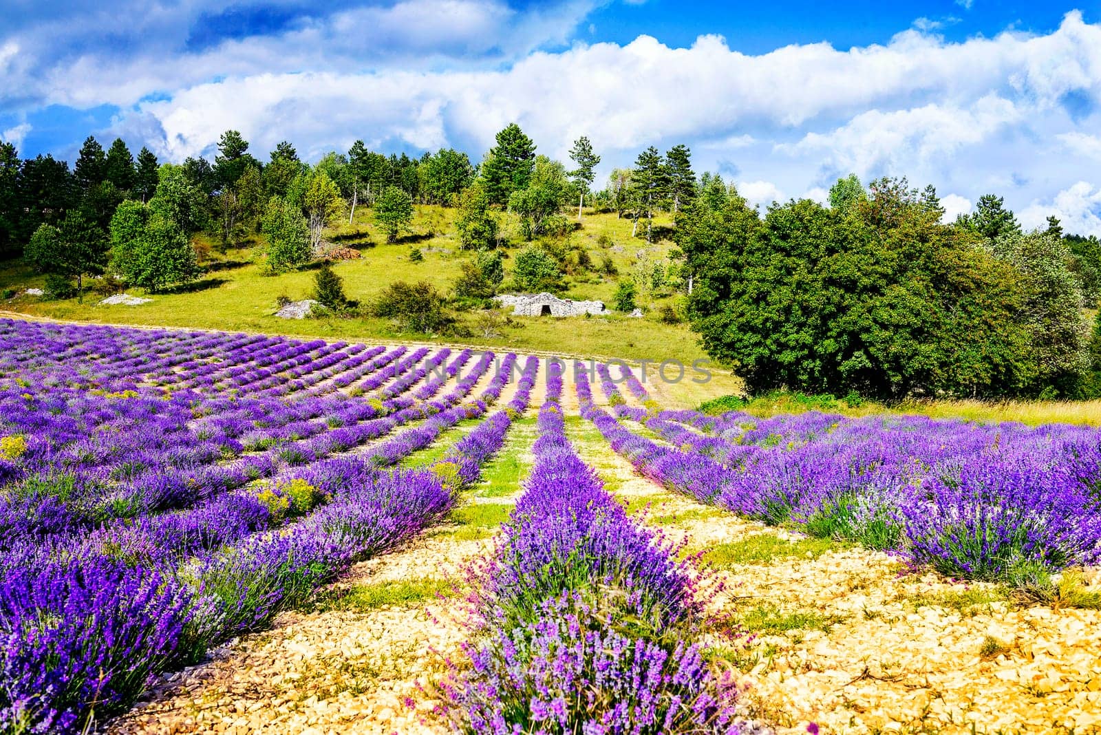 Lavender field in Provence, near Sault, France
