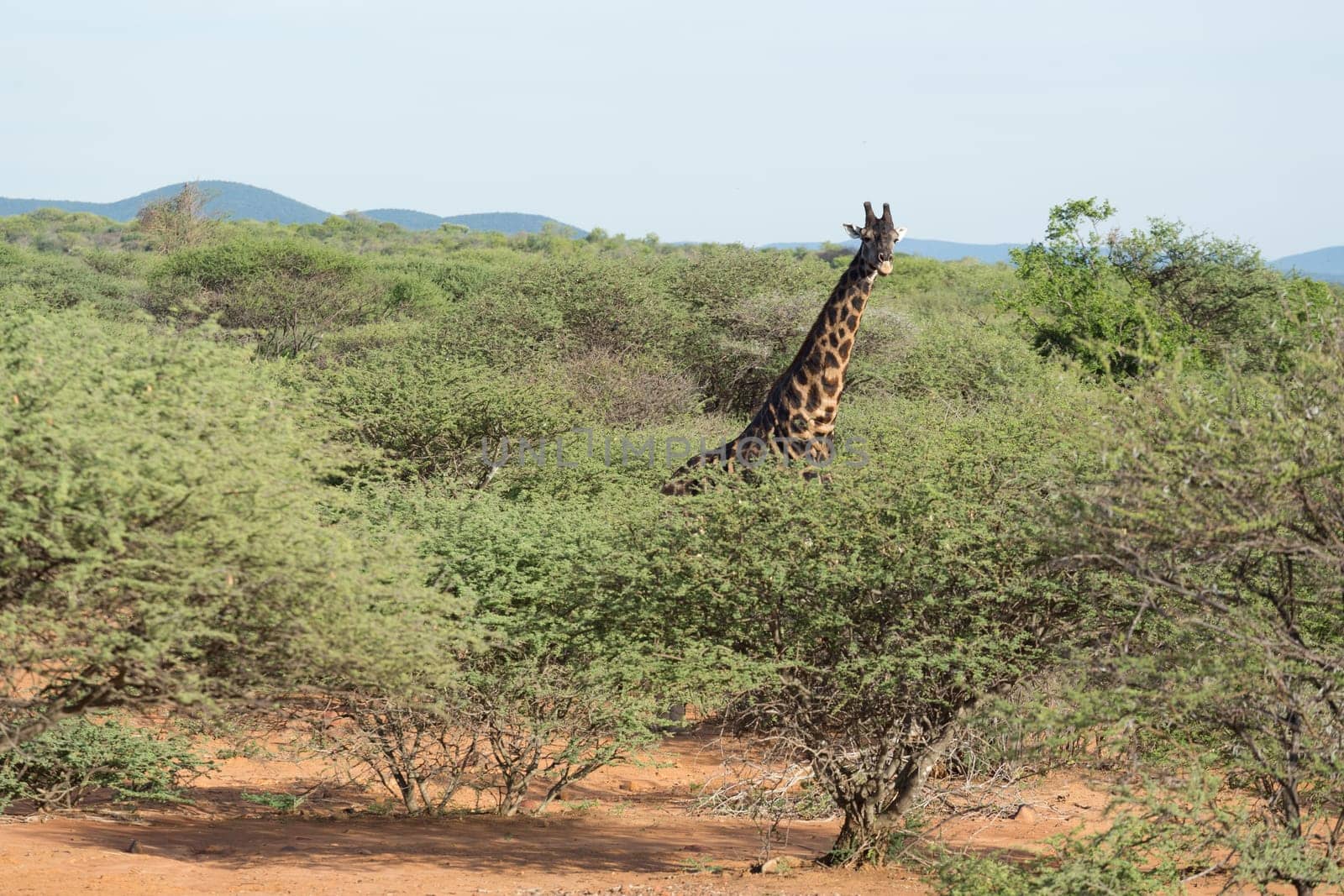 Giraffe at the Mokolodi Nature Reserve in Botswana