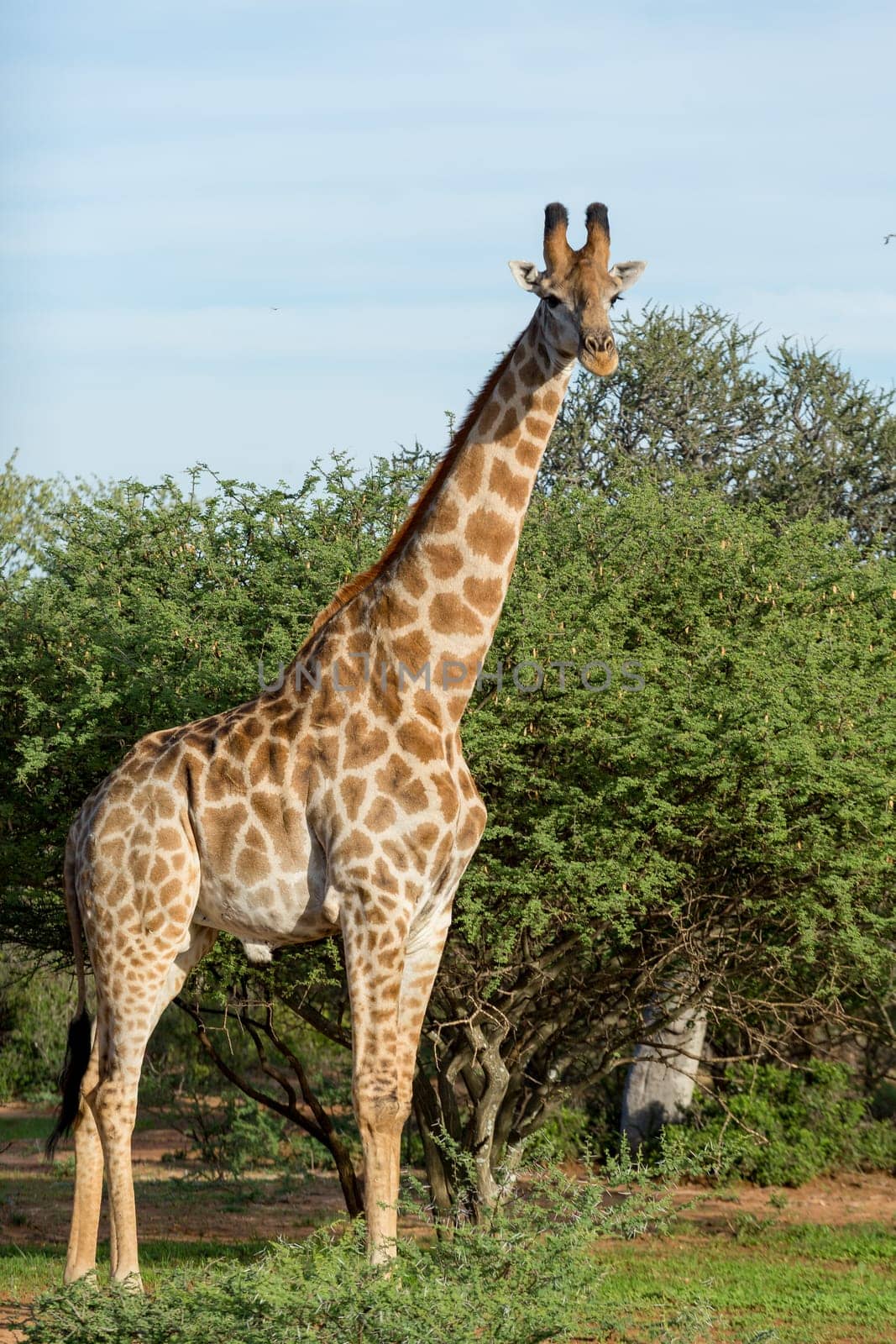 Giraffe at the Mokolodi Nature Reserve in Botswana