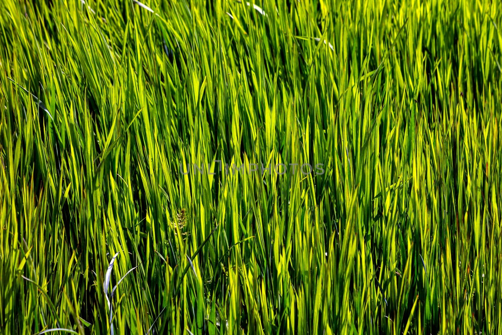 Macro shot of bright green grass in spring.