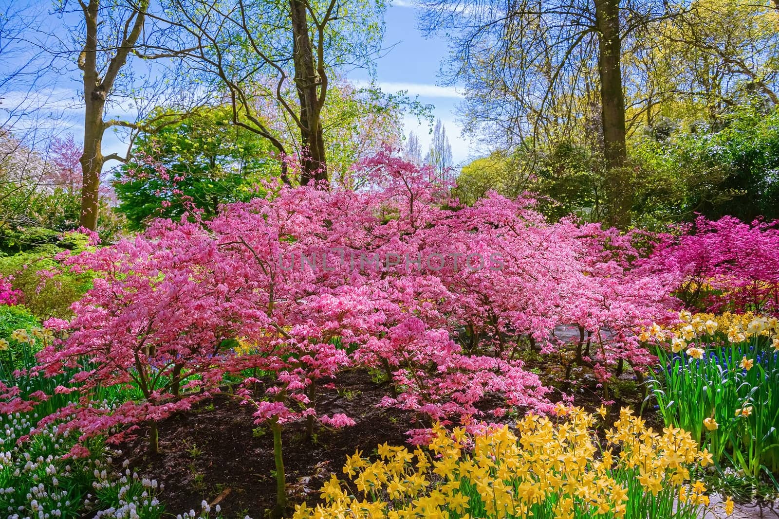 Plants in the Garden. Spring in Netherlands