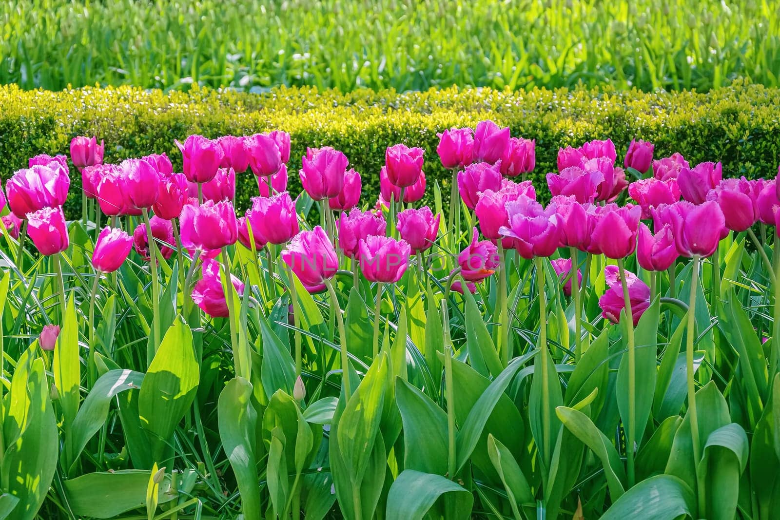 Flowerbed of pink tulips. Flowers bloom in springtime.