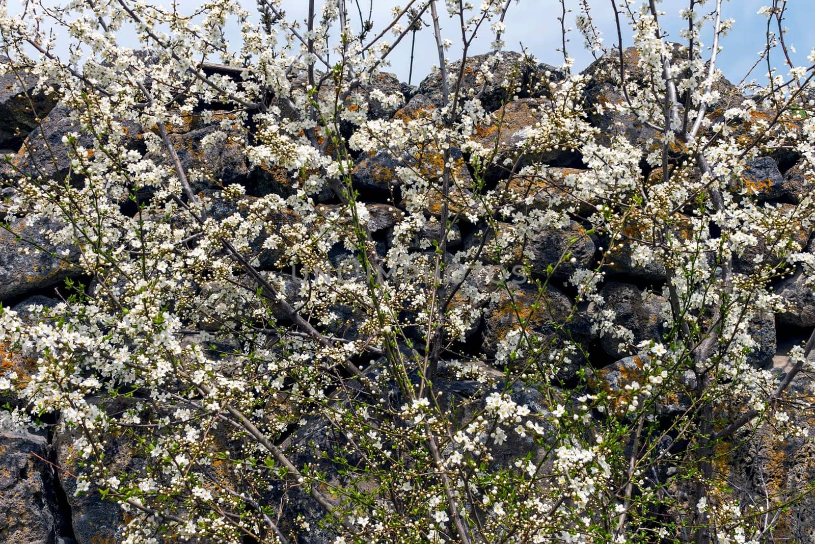 Flowers on a tree on the background of a stone wall.