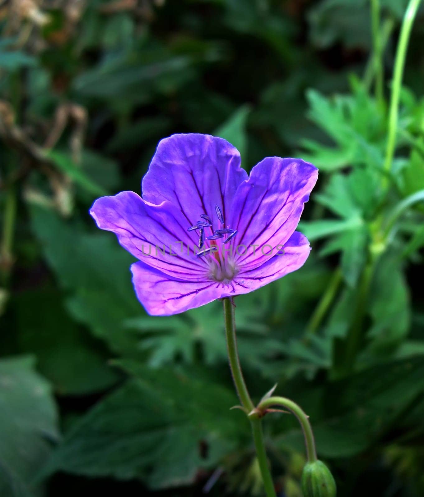 Beautiful purple flower blooms in early spring in Armenia.
