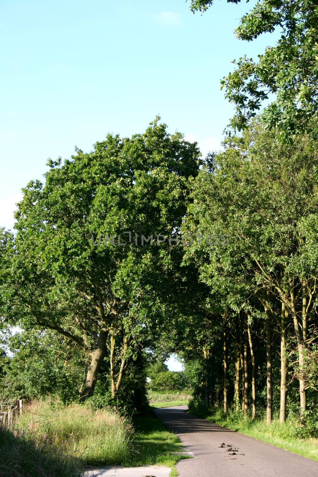 A romantic avenue of trees in spring