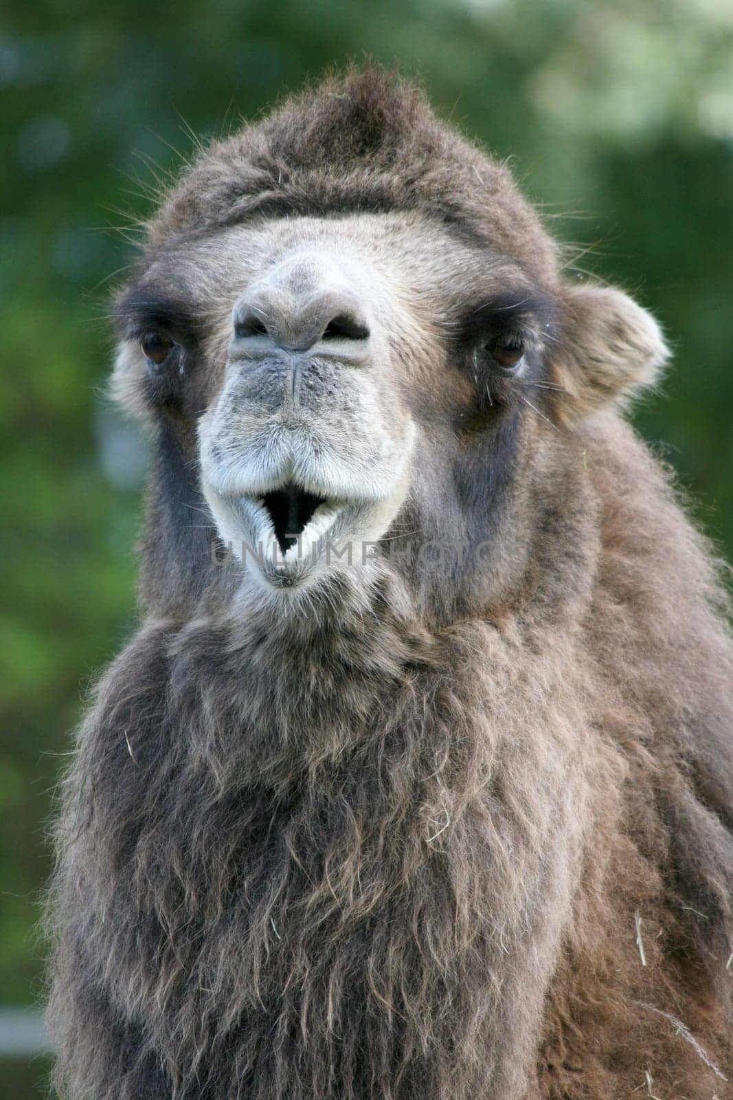 A camel portrait seen from the side