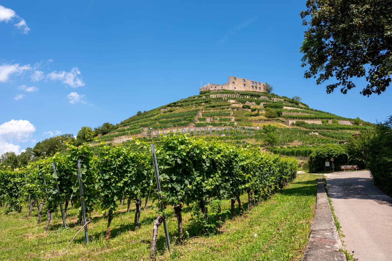 View of the ruins of the castle in Staufen im Breisgau surrounded by vineyards in front of a bright blue sky