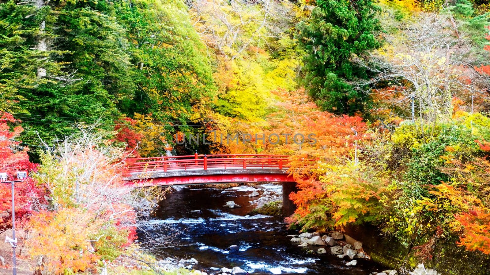 The Beautiful autumn maple leaves in Japan