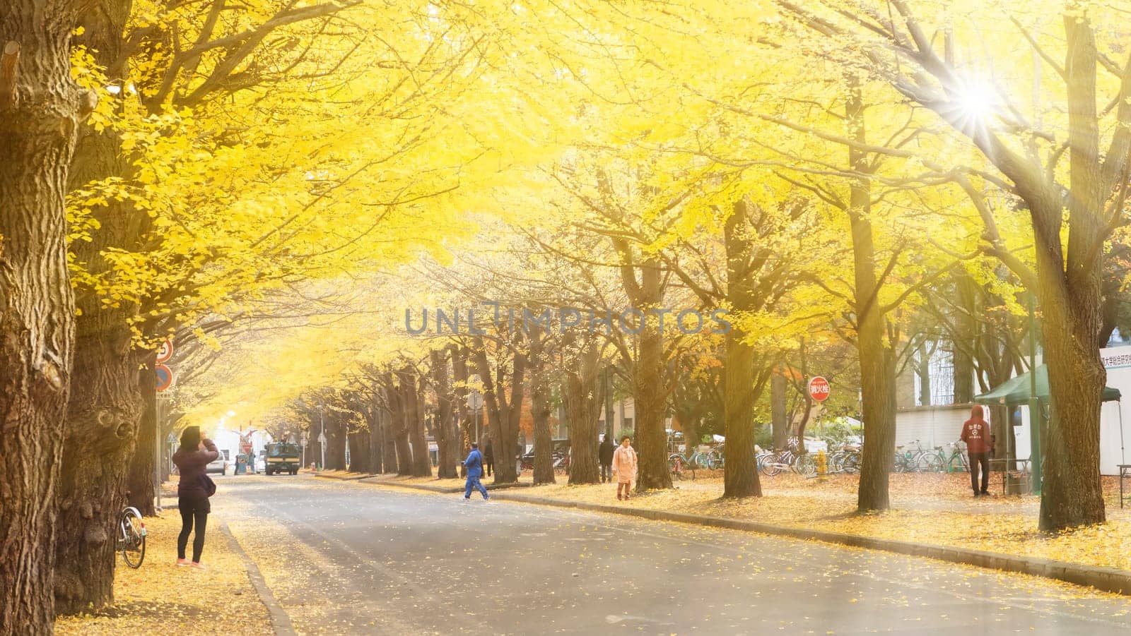 Sapporo, Japan - Nov 1, 2014: Entrance to Ginkgo Avenue at Hokkaido University in Sapporo during the peak of autumn