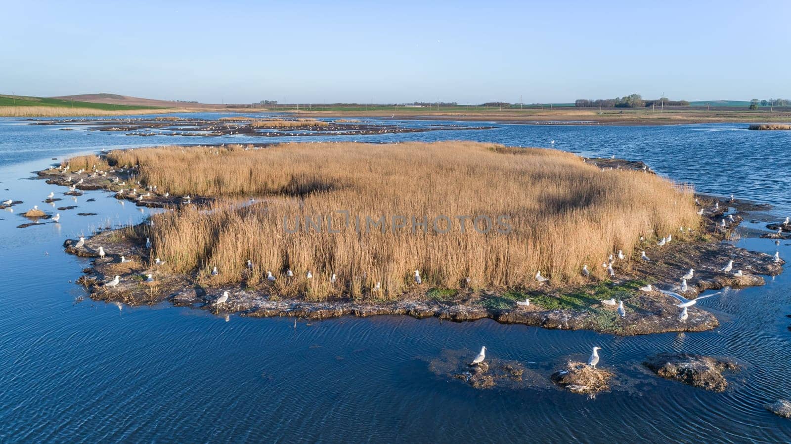 colony of seagulls in Danube Delta, Romania