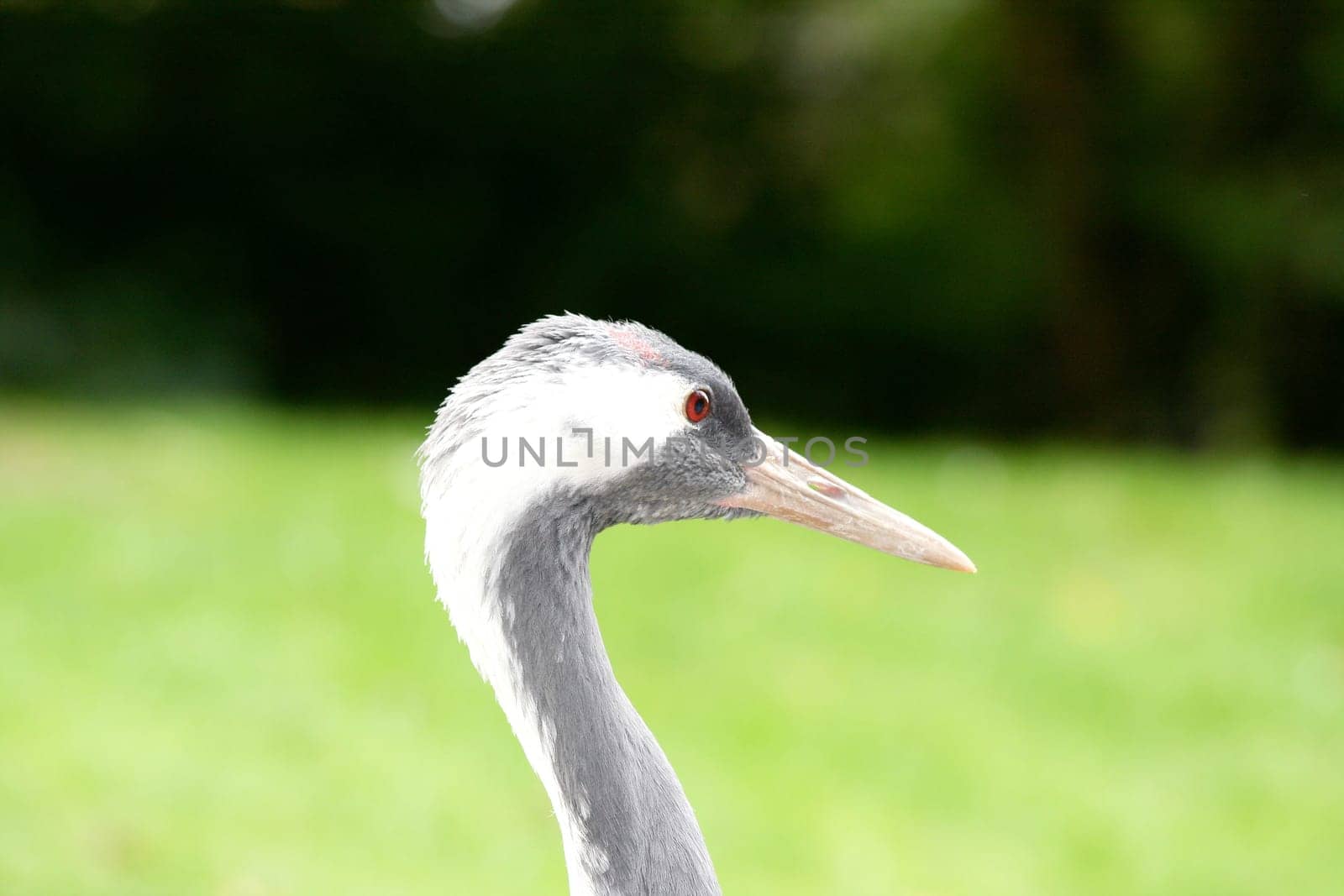 Side view of a Demoiselle Crane (Anthropoides virgo)