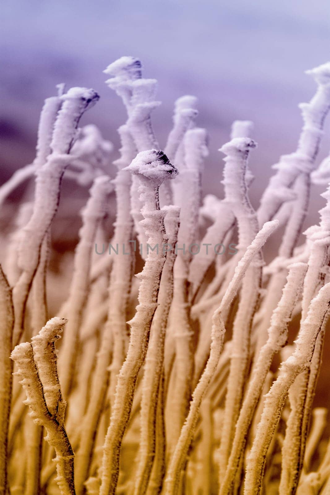 Cold winter in the Eifel in Germany