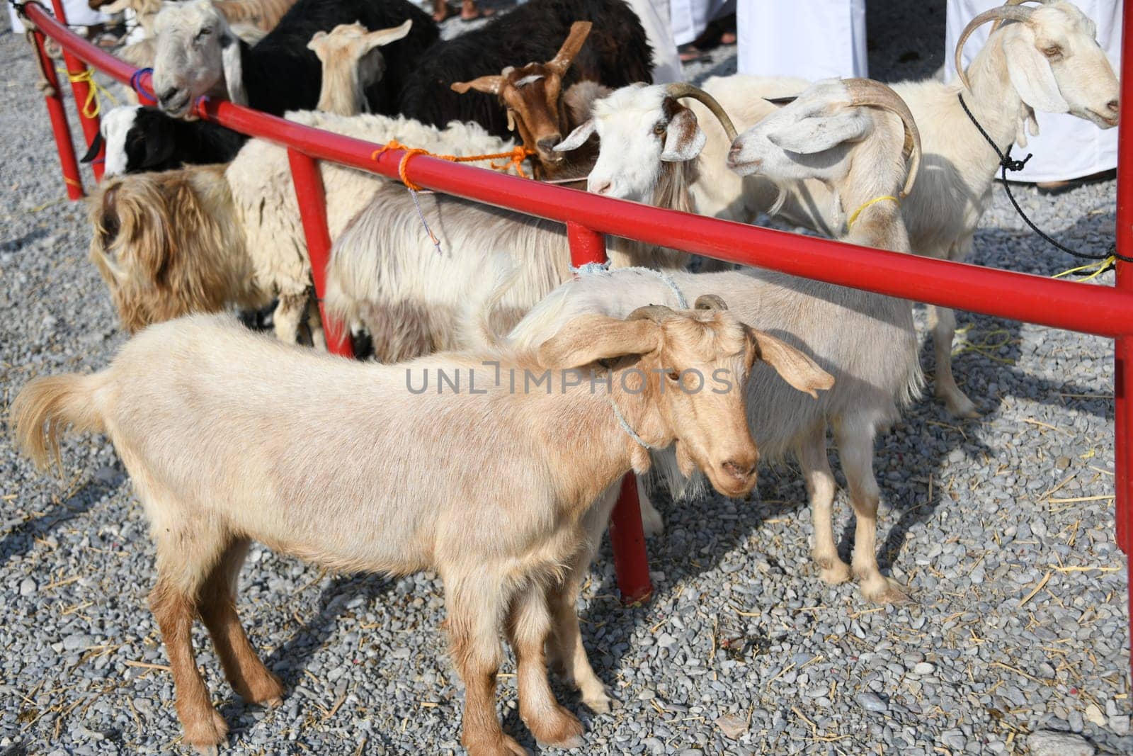 Coronavirus China SARS Animal Market Cattle Market Outbreak WHO Disease Virus Corona Pandemic Sheep Goats Asia Transmission Goat Health Hazard Foot-and-Mouth Disease Africa Animals Animal Even-toed ungulates