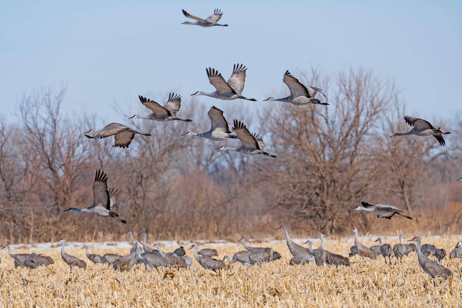 Sandhill Cranes taking off from a Farm Field near the Platte River near Kearney, Nebraska