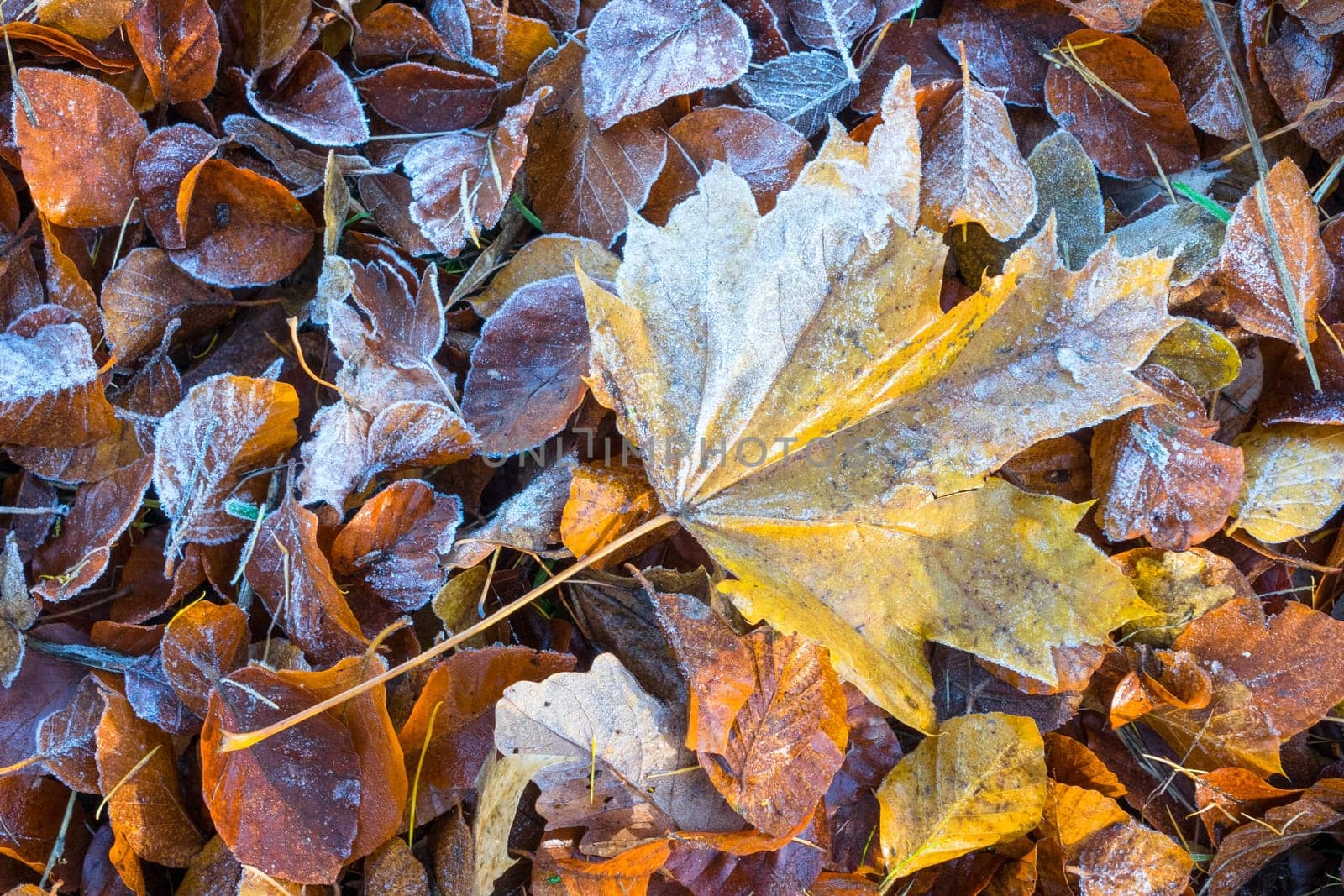 Rimy autumnal leaves on the garden ground