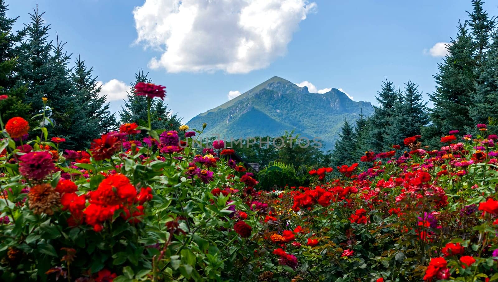 Beautiful flowerbed on the background of the mountains of the Caucasus.