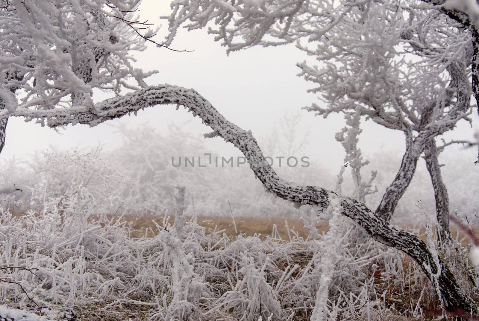 snowy winter landscape with icy wind