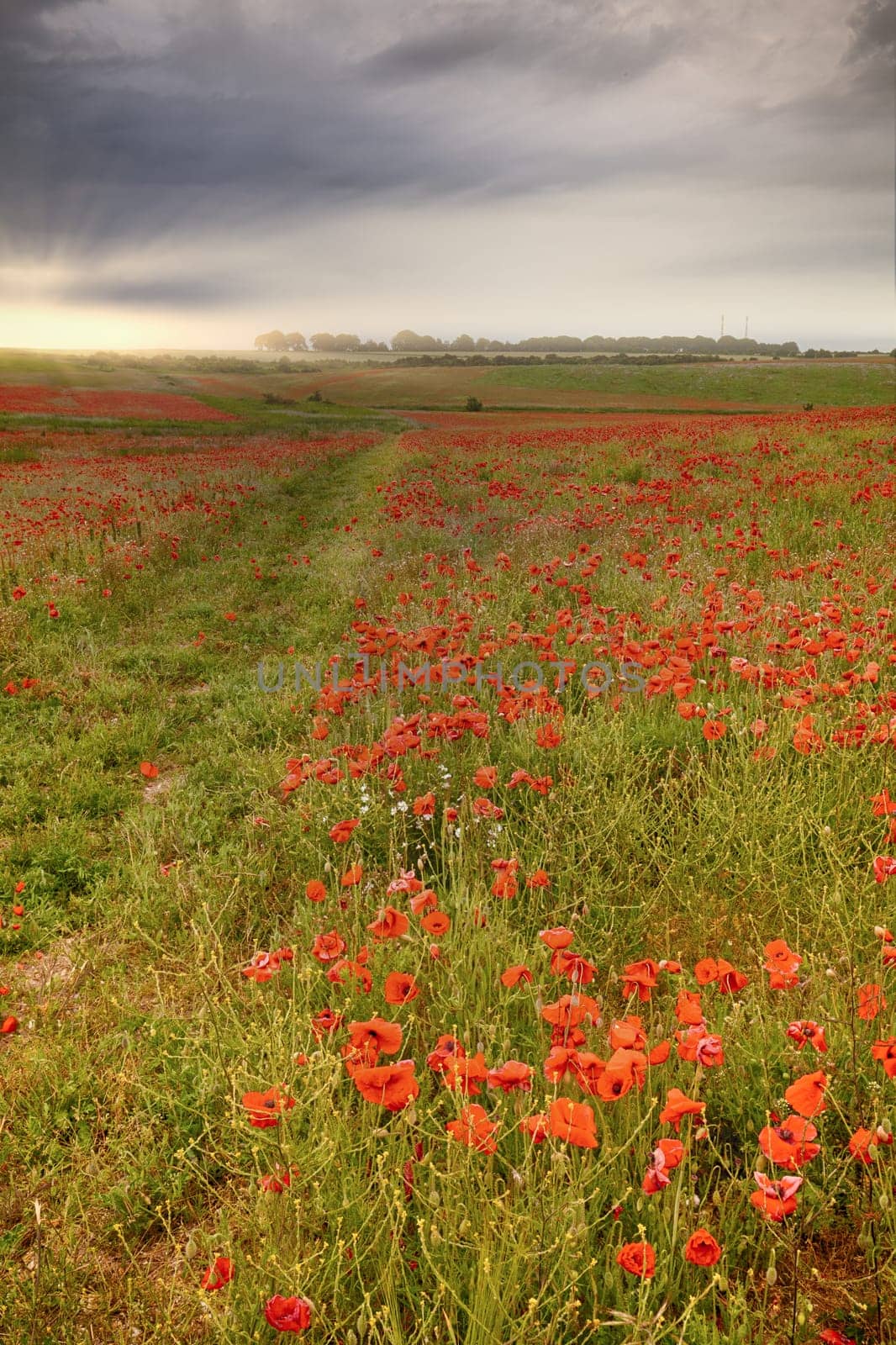 Beautiful field of wild red poppies at sunrise. Nature landscape