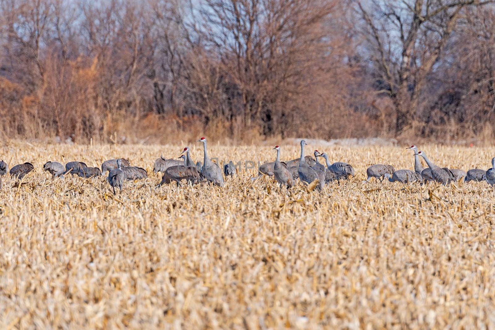 Sandhill Cranes Looking up from their Feeding in the Corn Fields near the Platte River and Kearney, Nebraska