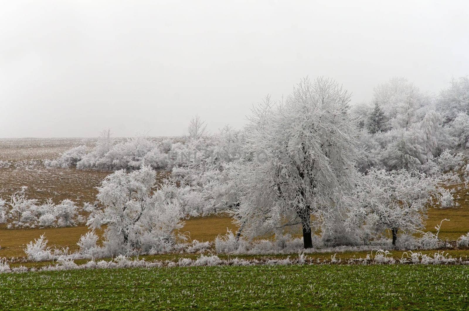 romantic winter landscape in the Rhön