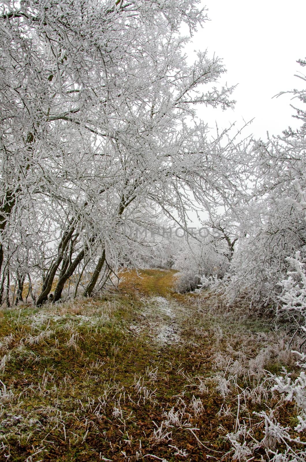 romantic winter landscape in the Rhön