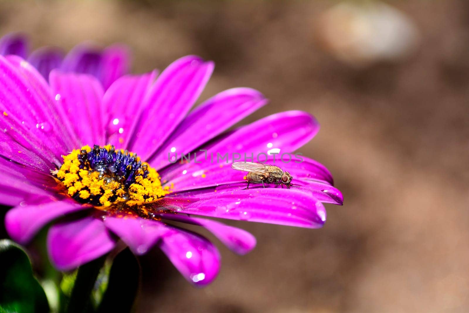 A fly sits on pink flower in the nature with copy space