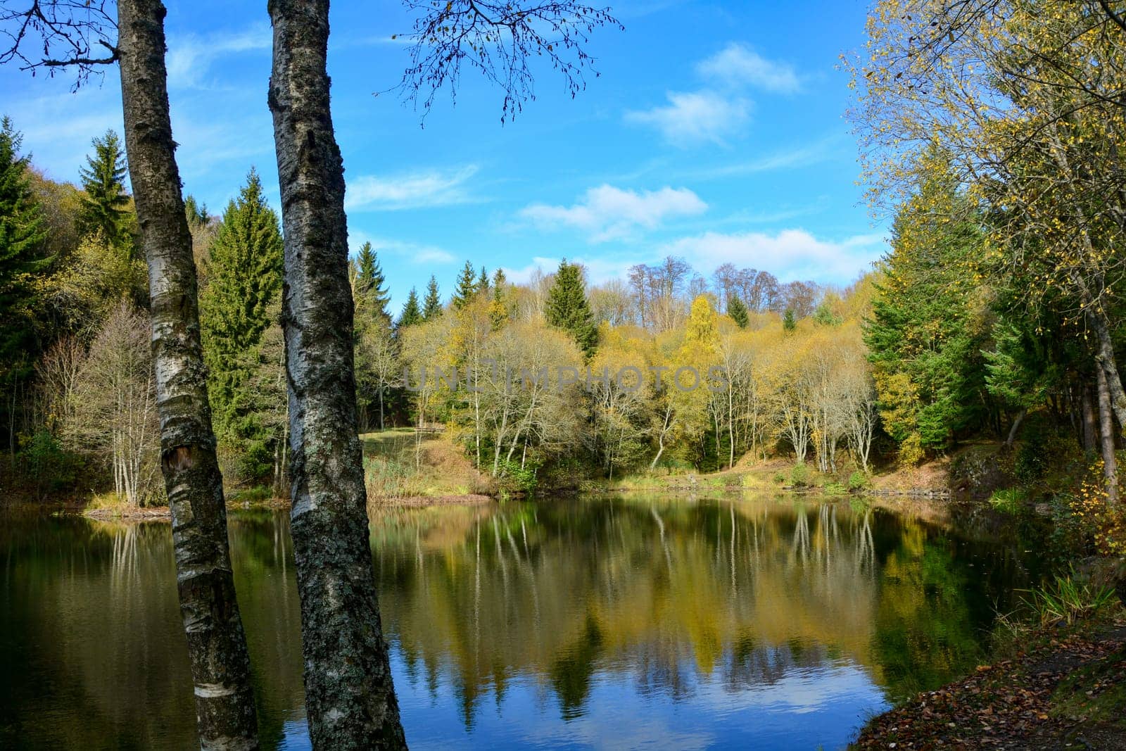 A small lake in a forest, with a tree in the foreground, in autumn in the Rhön, Germany, with reflection and blue sky