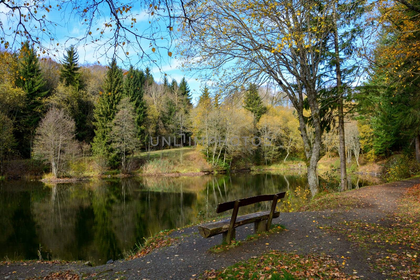 Empty wooden bench on a small lake in a forest with blue sky