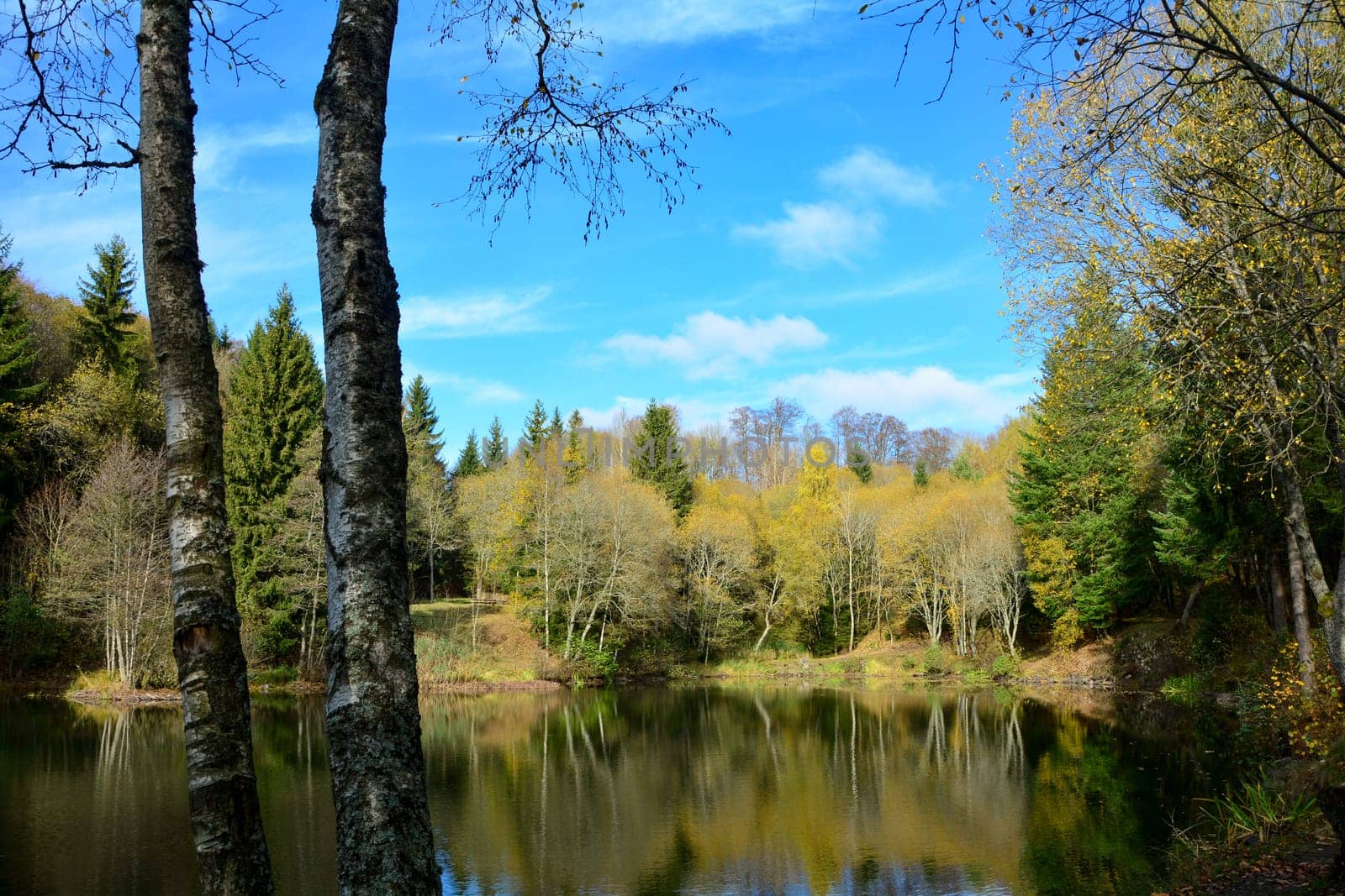 Small lake in a forest, with a tree in the foreground, in autumn in the Rhön, Germany, with blue sky