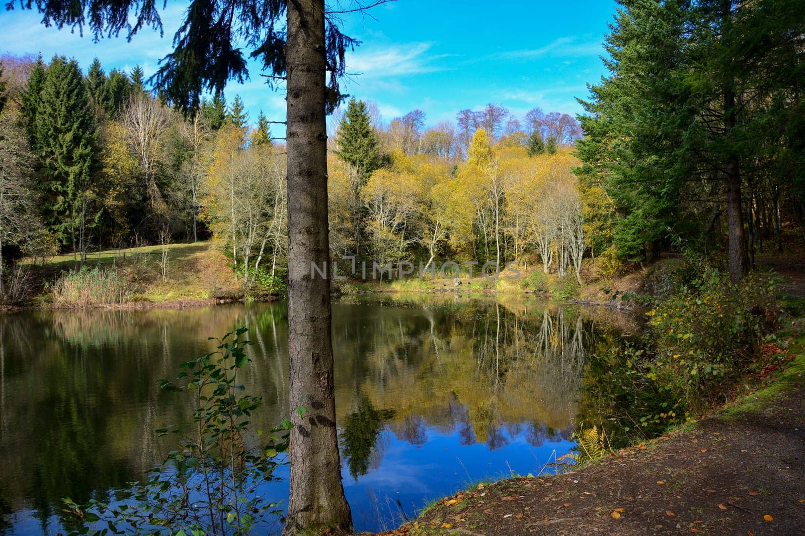 Small lake in a forest, with a tree in the foreground, in autumn in the Rhön, Germany, with blue sky and reflection in the water