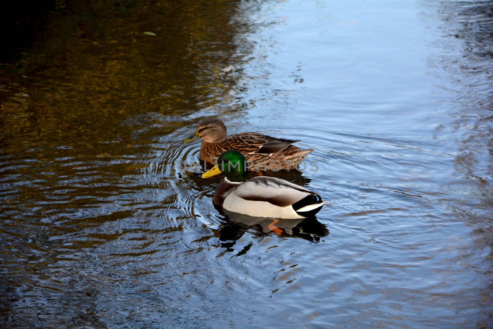 Two ducks  swim in the  water in the lake qwith copy space