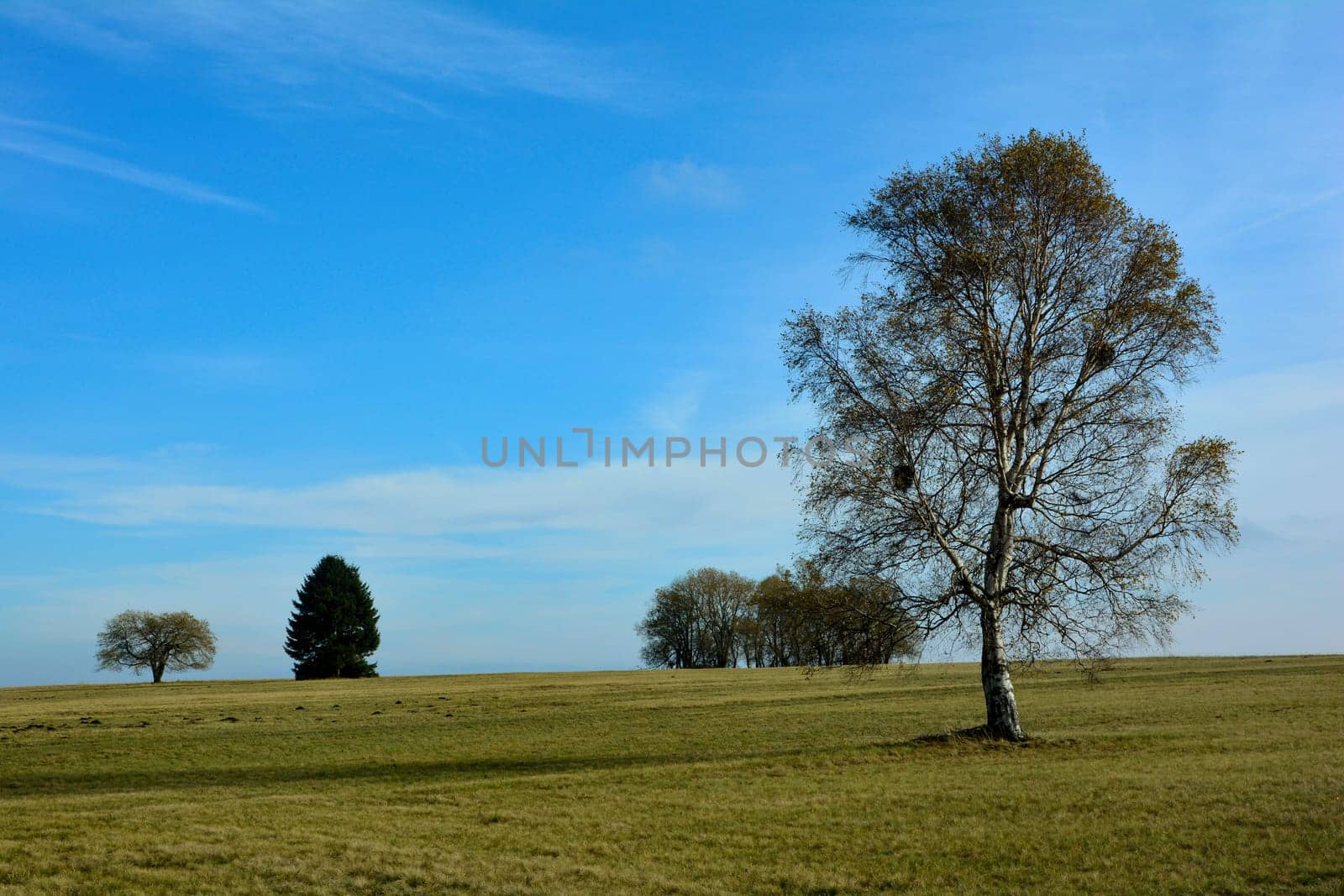 Green landscape with blue sky, trees, birch, meadow and with a lot of copy space